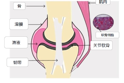 ​ 关节养护意义重大，氨糖补充选专业品牌movefree益节