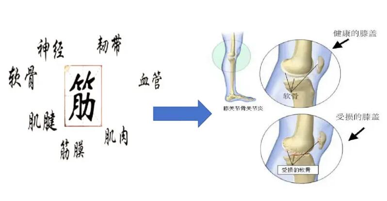 中西医结合治疗膝骨关节炎的策略及关节软骨修复再生技术的探索 