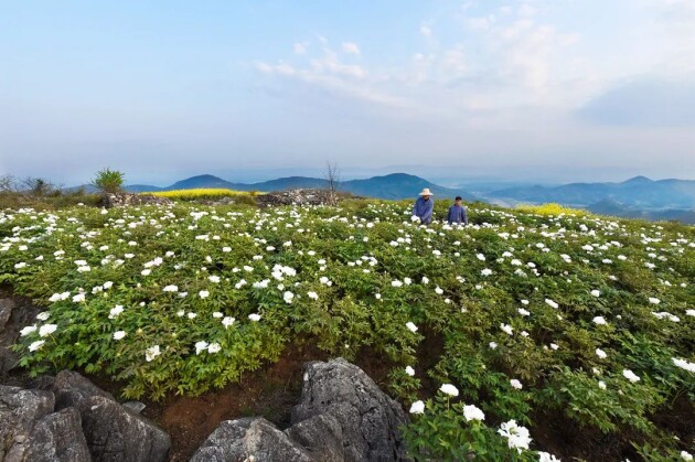 从凤丹花开看仲景宛西制药的道地药材孕育之路