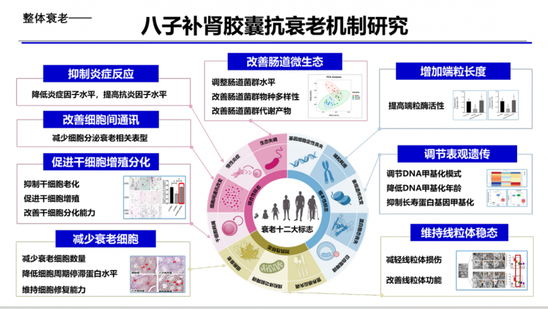 又一个大蓝海，以岭药业抢占抗衰老“新赛道”