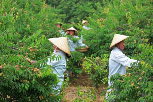 溜溜梅深度参与乡村振兴，与当地青梅种植农户携手共赢